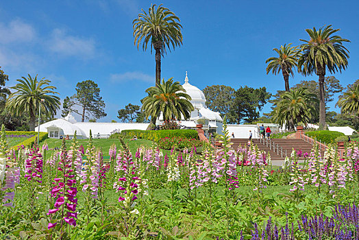 花坛,毛地黄,紫花毛地黄,温室,花,金门公园,旧金山,加利福尼亚,美国,北美