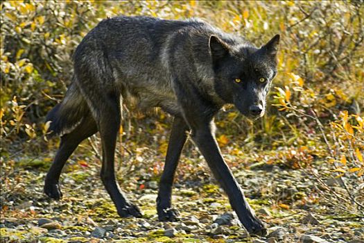 灰狼,狼,成年,雄性,猎捕,秋天,苔原,德纳里峰国家公园,阿拉斯加