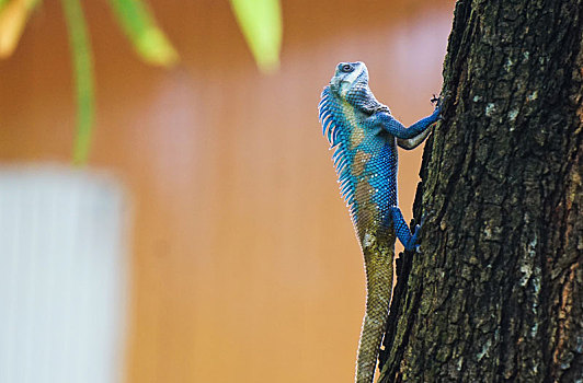 树上,蓝色,蜥蜴