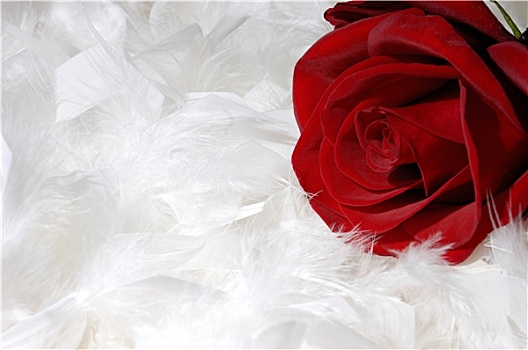 红玫瑰,白色背景,羽毛