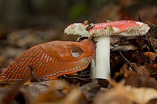 蜗牛,吃,蘑菇