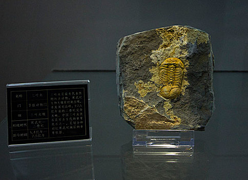 石头,标本,秦皇岛,地学馆,博物馆,地质,柳江