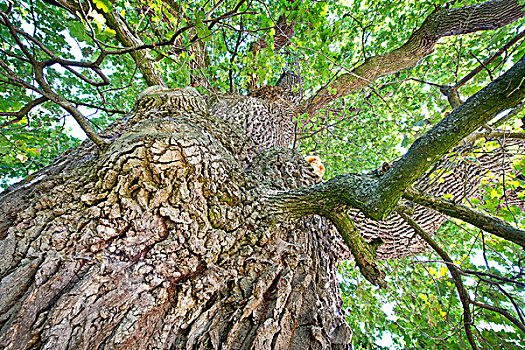 橡树,岁月,一个,树,德国,靠近,霍亨洛埃,巴登符腾堡,欧洲