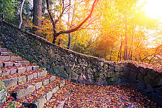 石头,小路,金色,叶子