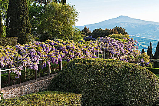 紫藤,棚架,花园