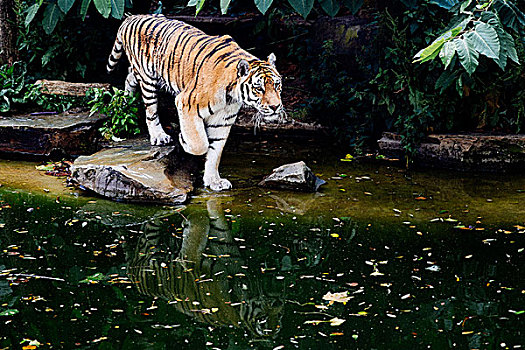 虎,浇水,地点