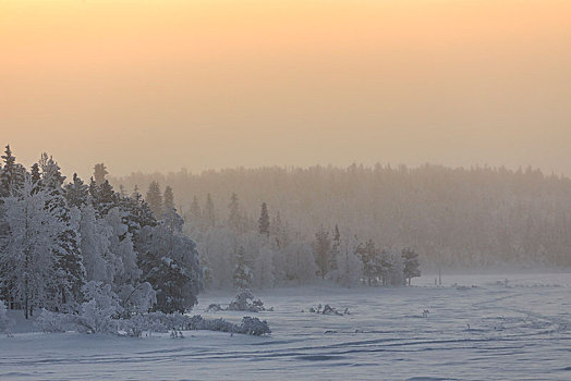日出,冰冻,树林,遮盖,雪,拉普兰,欧洲,芬兰