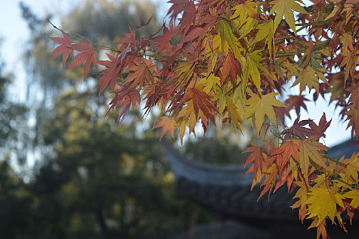 银杏园林