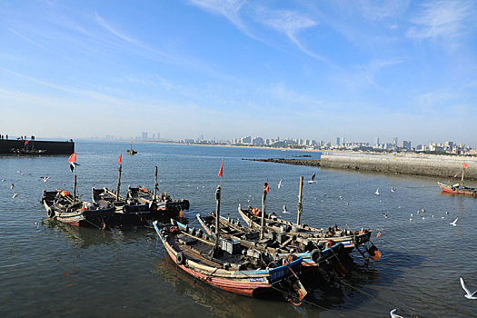 渔船回来了,海鸥飞翔成了渔码头一道靓丽风景线