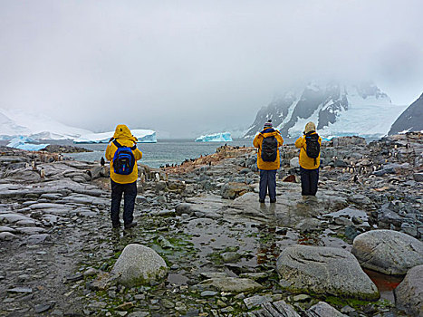南极,岛屿,旅游,摄影,巴布亚企鹅