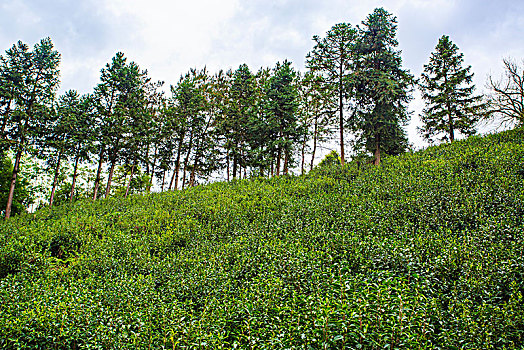 浙江,台州,天台县,龙溪乡,乡村,茶园,春茶,山坡