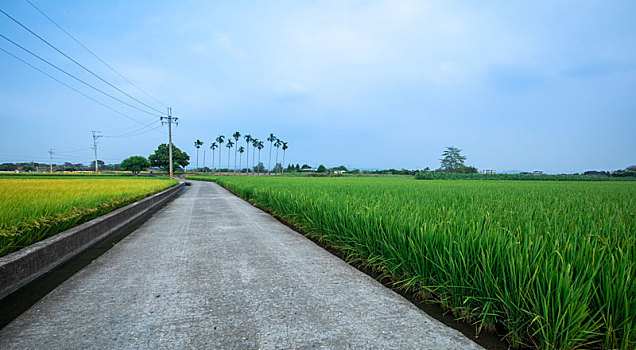 台湾南部乡村,产业道路旁绿油油的稻田