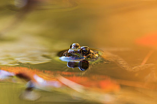 青蛙,水,阿尔冈金公园,安大略省,加拿大