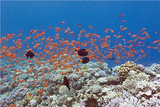 珊瑚礁,鱼,热带,海洋,水下