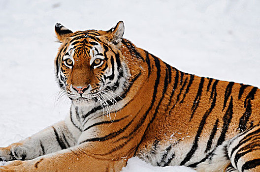 西伯利亚虎,东北虎,冬天,动物园,德国