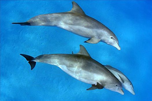三个,大西洋瓶鼻海豚,宽吻海豚
