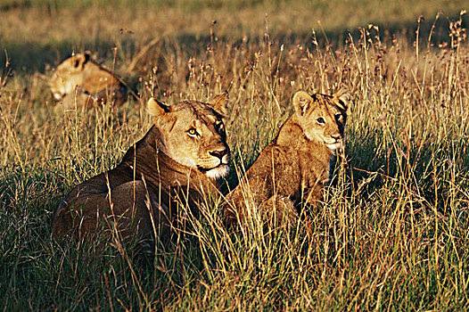 肯尼亚,马赛马拉国家保护区,雌狮,幼兽,狮子,第一,亮光,大幅,尺寸