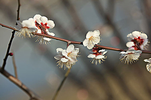 梅花