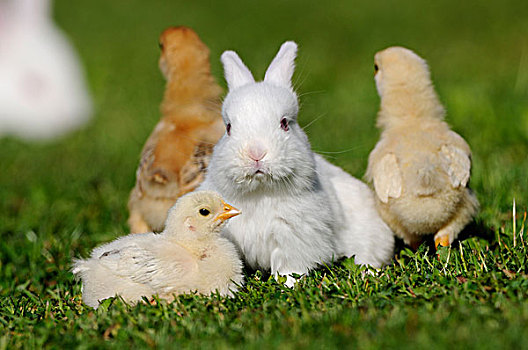 谷仓,禽,幼禽,兔子