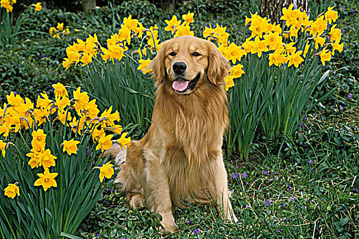 肖像,金毛猎犬,狗,水仙花,背景