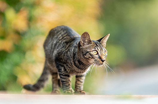 后院花园里玩耍的可爱猫眯