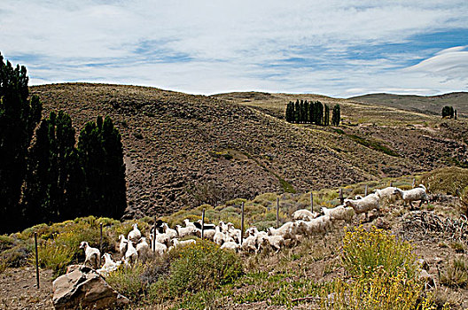 牧群,绵羊,放牧,山,山脉,阿根廷