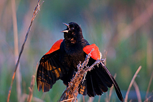 红翅黑鹂,雄性,湿地,伊利诺斯,美国