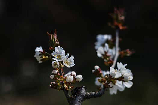 梨花