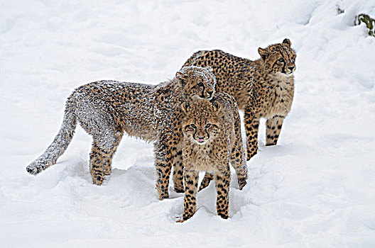 三个,幼兽,印度豹,雪中