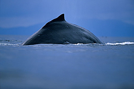阿拉斯加,通加斯国家森林,背鳍,驼背鲸,大翅鲸属,声音,弗雷德里克湾