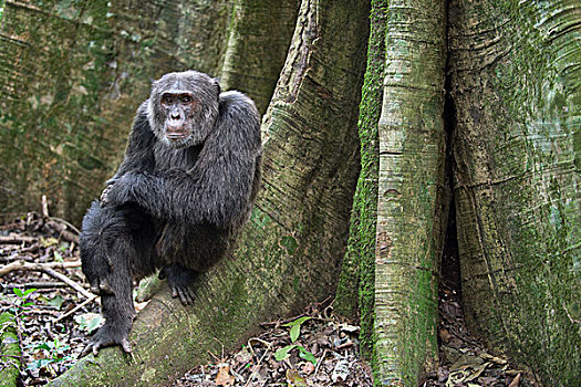黑猩猩,类人猿,坐,树,西部,乌干达