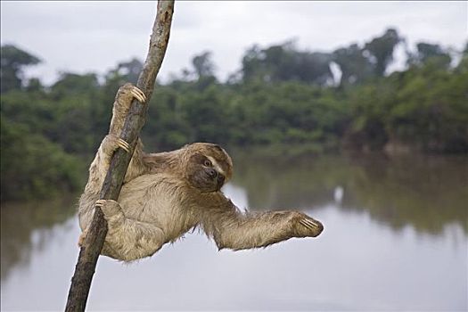 三趾树獭,褐喉树懒,悬挂,树上,亚马逊河,秘鲁