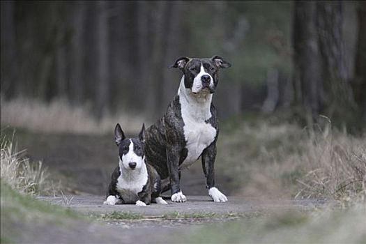 美洲,梗犬,微型,牛头梗