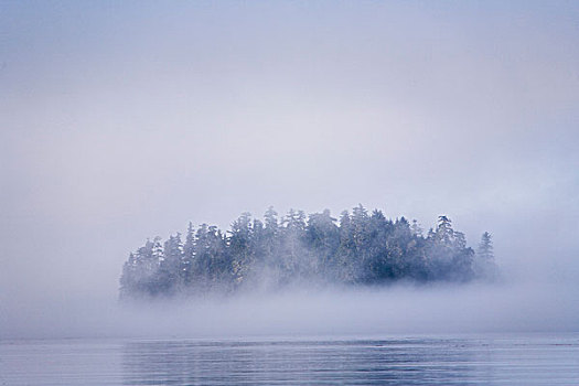 雾状,岛屿,云杉,靠近,湾,东南阿拉斯加,美国