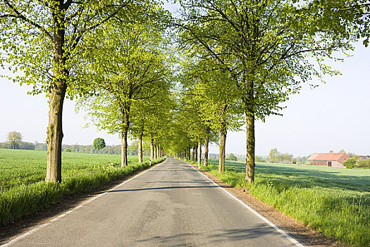 树林,道路,北方,德国