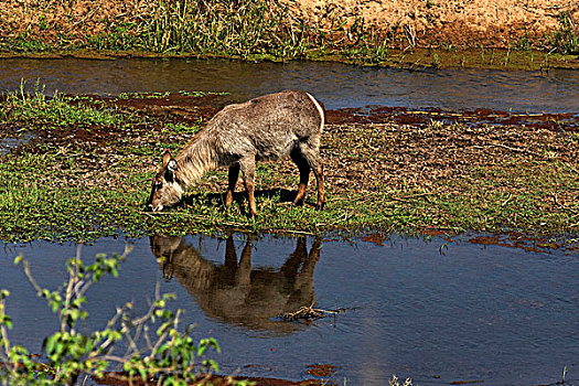水羚,河,克鲁格国家公园,北方省,南非