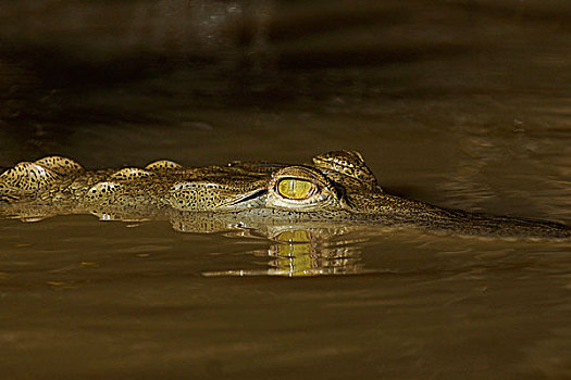 美洲鳄,鳄鱼,漂浮,水中,眼睛,展示,哥斯达黎加