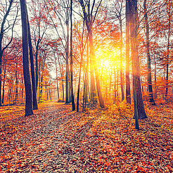 日落,秋日树林