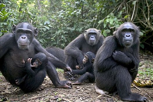 黑猩猩,类人猿,成年,尼日利亚