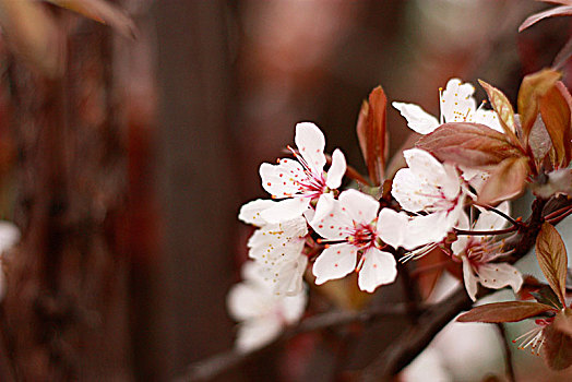 樱花,早樱