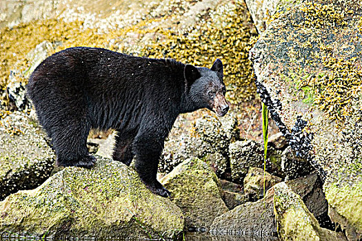 黑熊,美洲黑熊,觅食,海岸线,靠近,温哥华岛,不列颠哥伦比亚省,加拿大