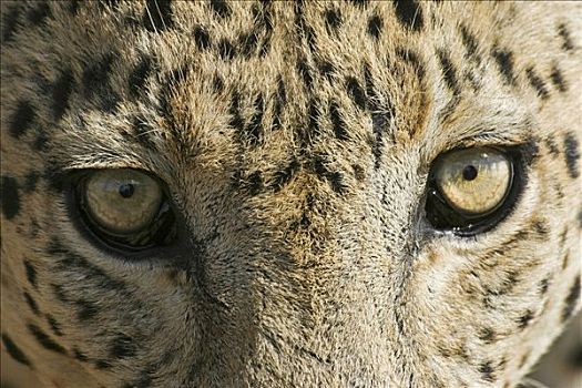 豹,眼睛,脸,纳米比亚,非洲