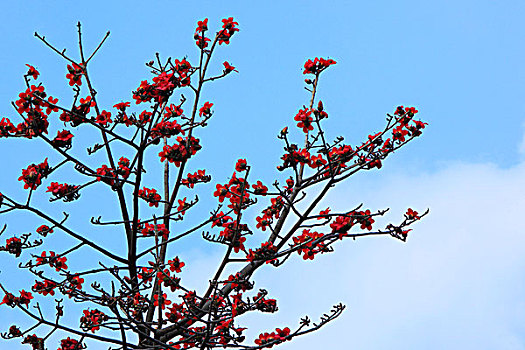 木棉花