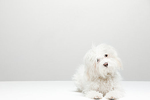 肖像,白色,狗