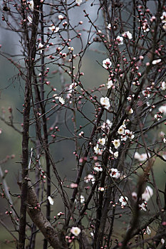 梅花