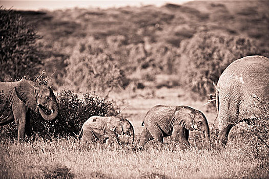 大象,走,排列,肯尼亚