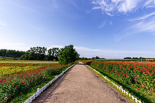 中国长春莲花山生态旅游度假区花海景观