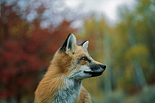 红狐,狐属,蒙大拿,美国
