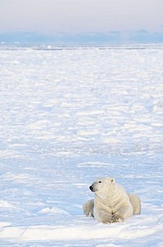 北极熊,坐,雪中