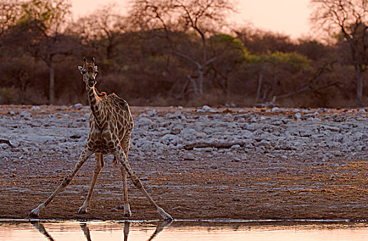 长颈鹿,水坑,埃托沙国家公园,纳米比亚